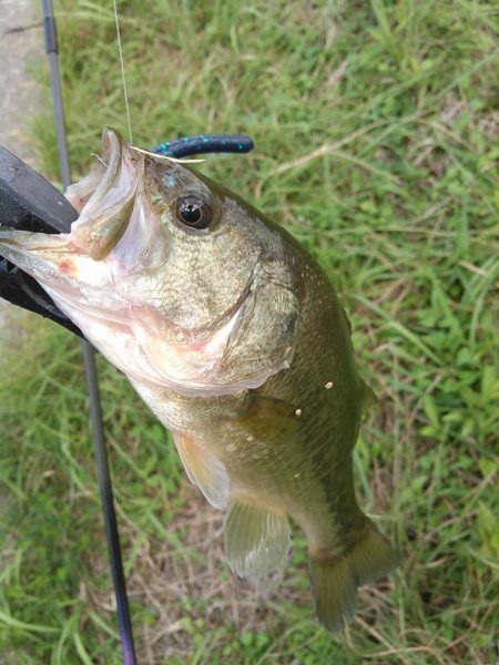 ノーシンカーリグ